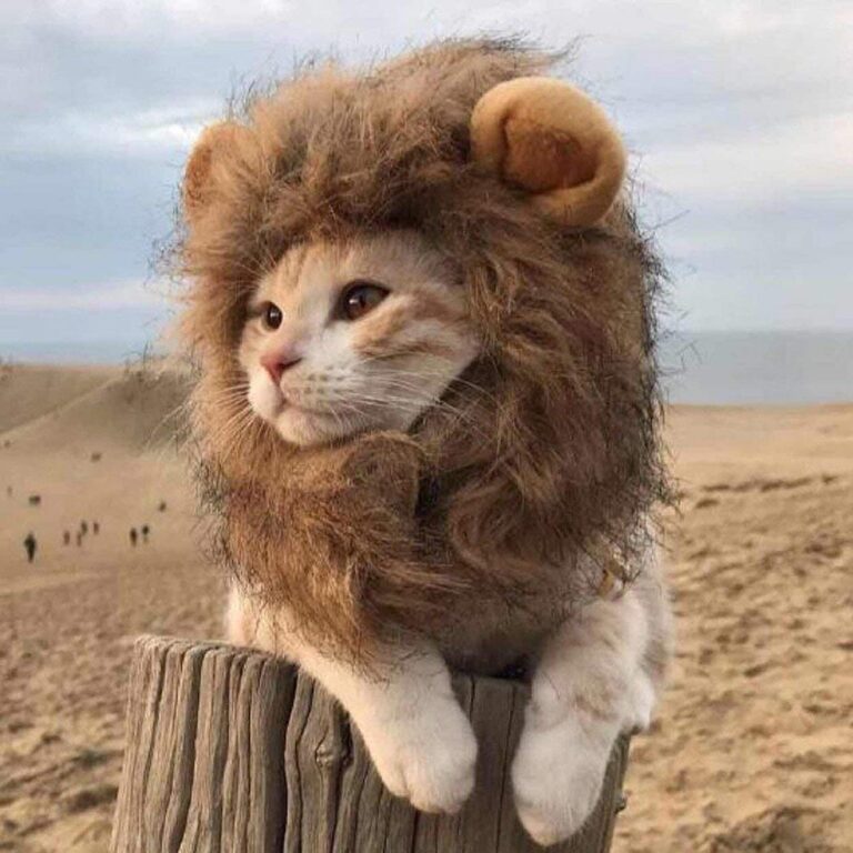 Dog/Cat lion headgear