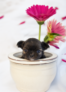 Black-colored Chihuahua puppy.